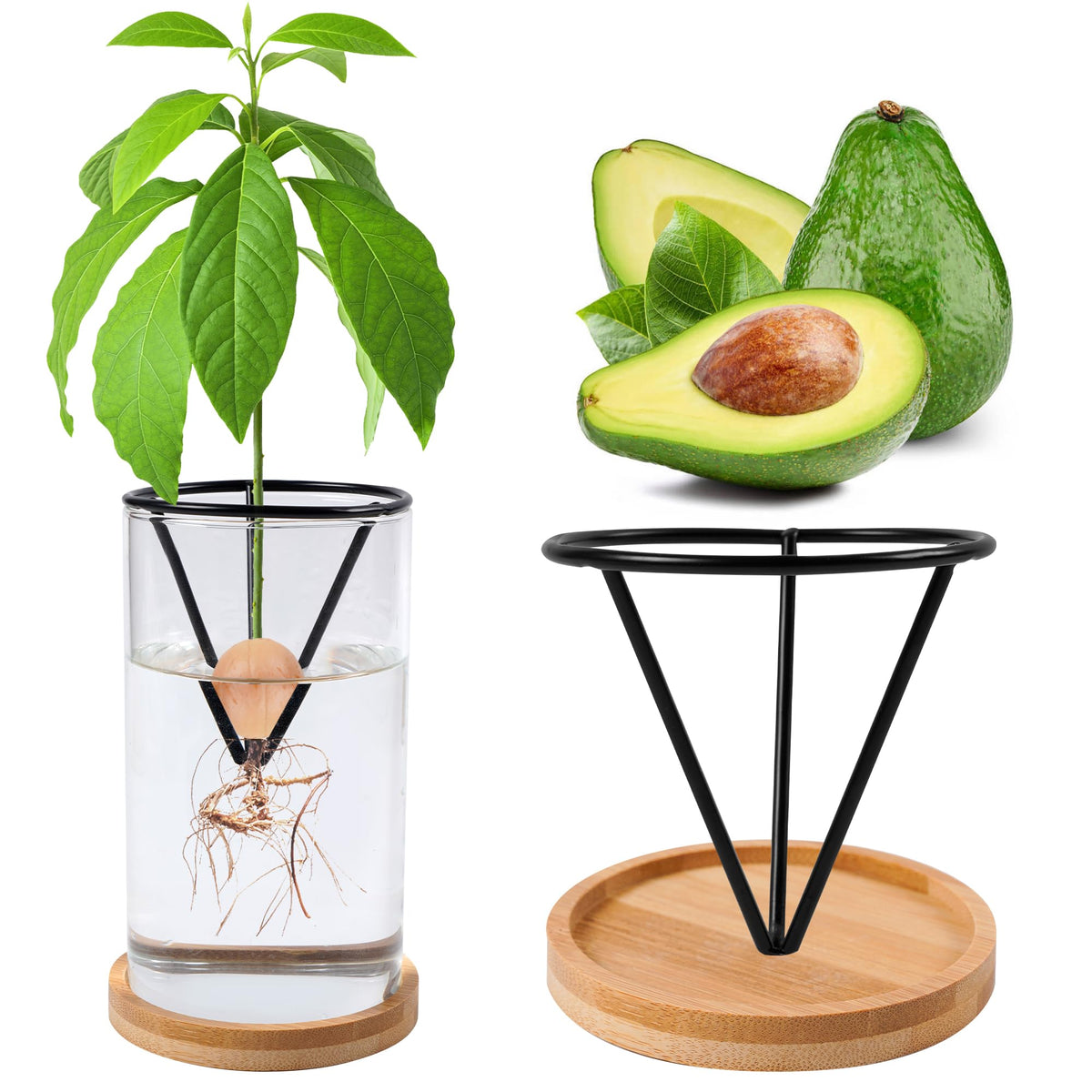 Bylion avocado kit bottle and stand for seed germination observation
