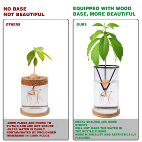Bylion metal bracket supports avocado seed sprouting on desk