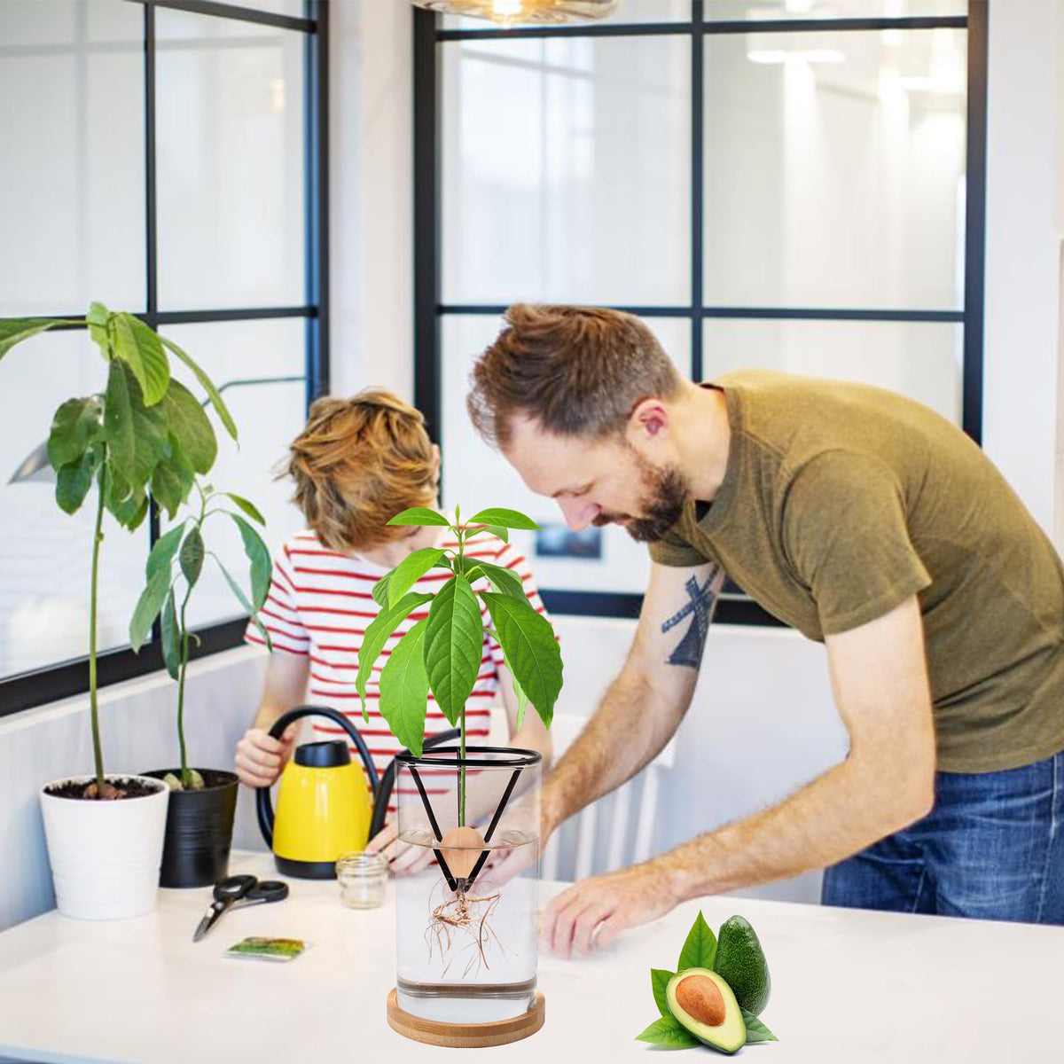 Bylion avocado seed sprout kit ready for family learning