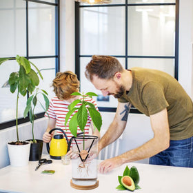 Bylion avocado seed sprout kit ready for family learning