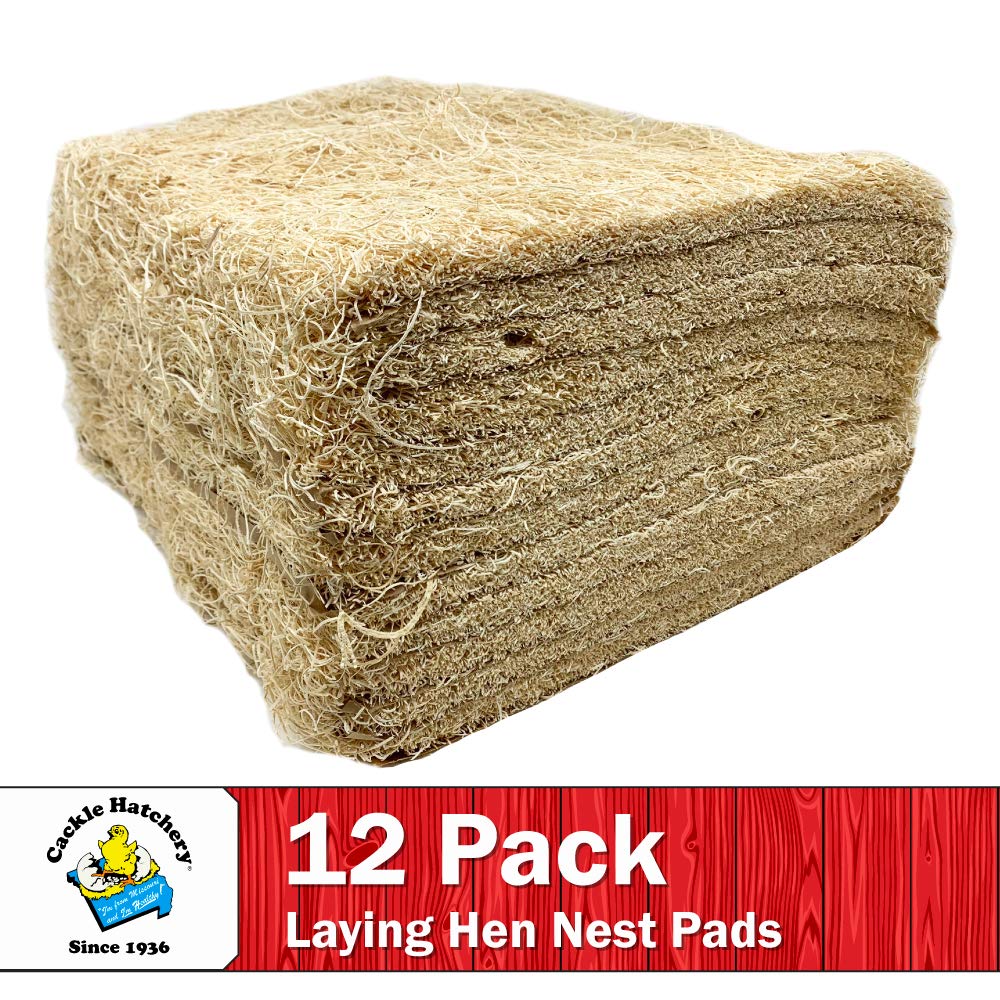 Cackle Hatchery excelsior pad for chick brooders provides stable footing.