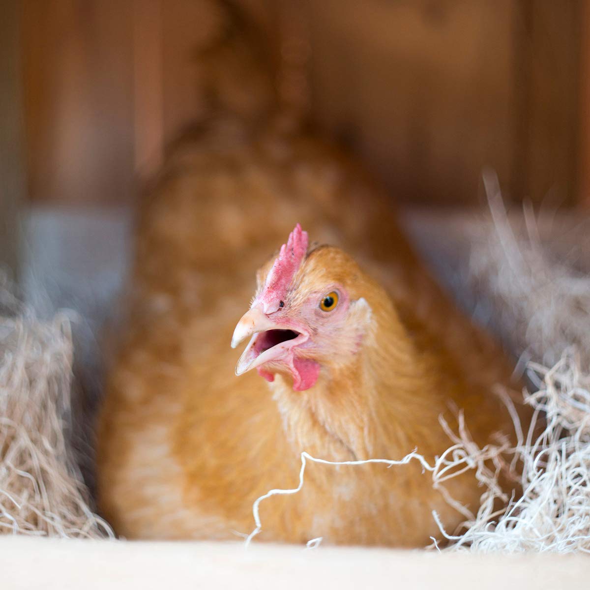 Cackle Hatchery made-in-USA pad highlights sustainable aspen source.