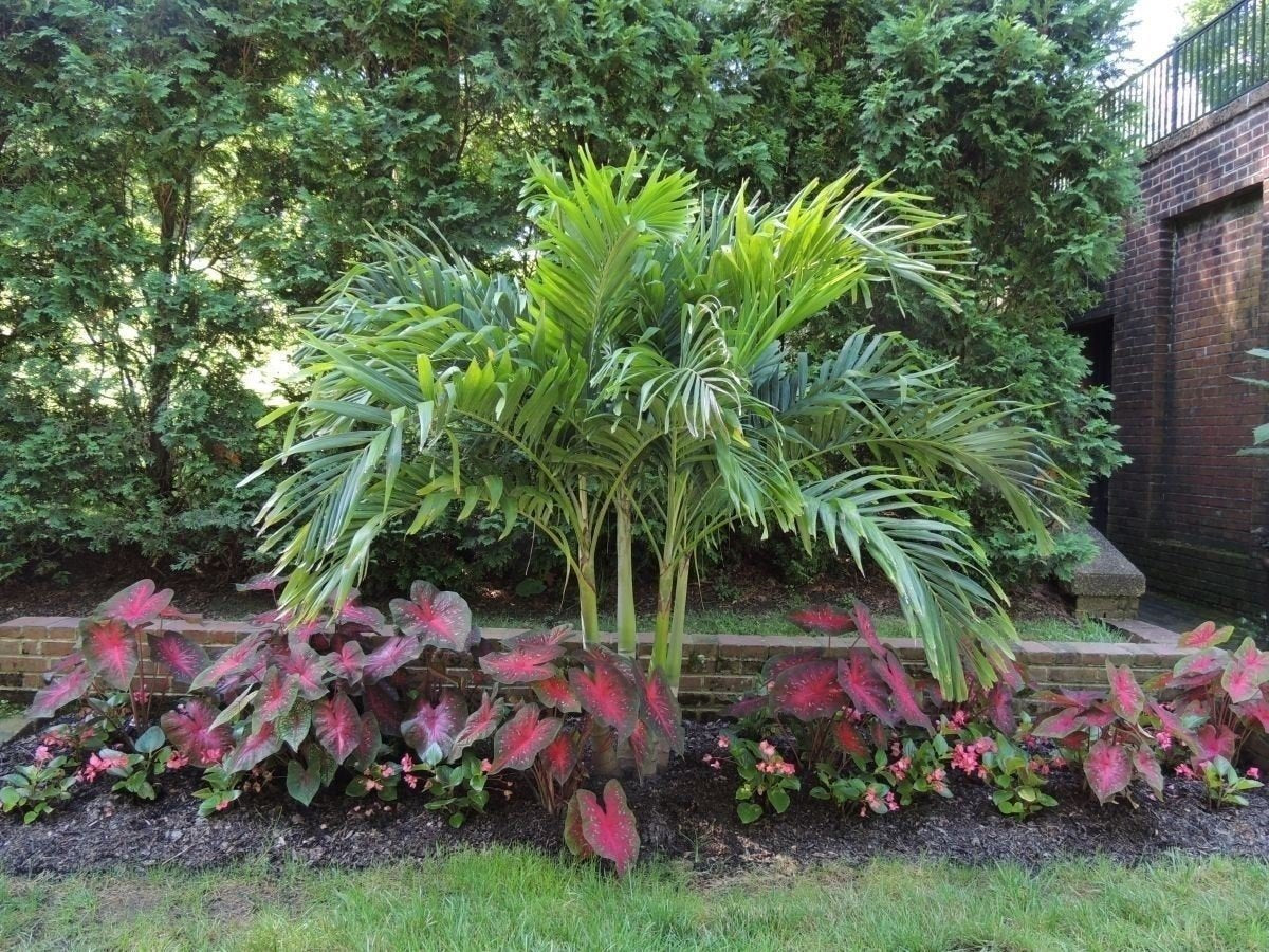 Unknown Caladium Red Flash garden bed with vivid foliage in sun or shade