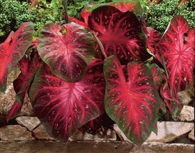 Unknown Caladium Red Flash leaf close-up showing red centers and pink specks