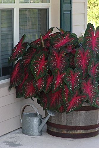 Unknown Caladium Red Flash potted display for warm-season decor