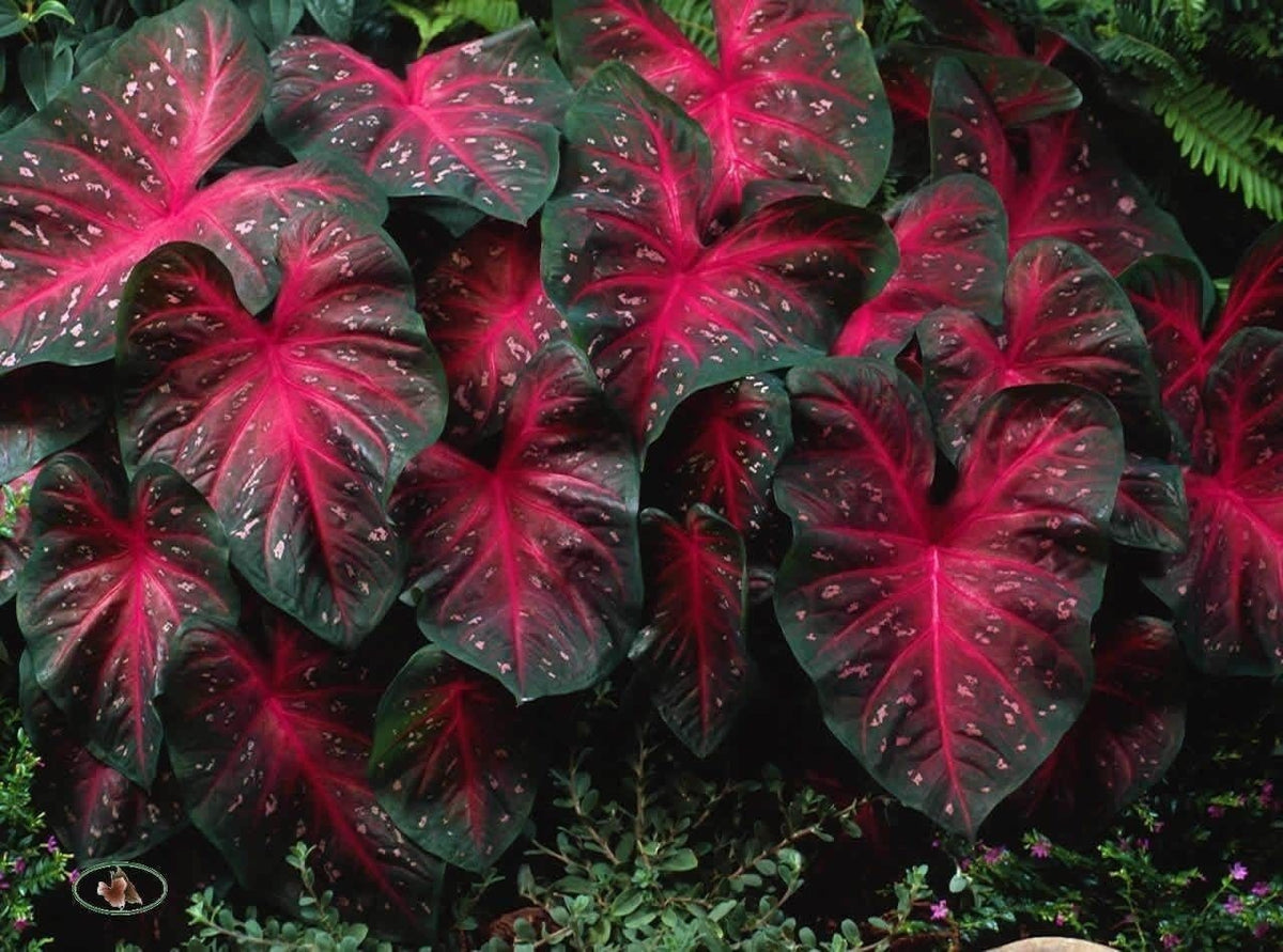 Unknown Caladium Red Flash seasonal contrast beside a path with bright leaves