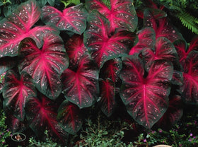 Unknown Caladium Red Flash seasonal contrast beside a path with bright leaves