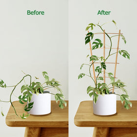 Cambaverd 3-pack bamboo trellises provide durable plant support.