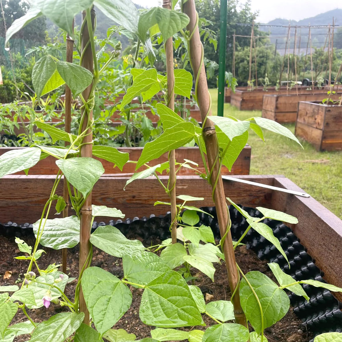 Natural, hand-picked Cambaverd stakes suitable for arbors, trellises, and garden frames.