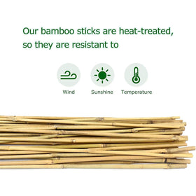 Cambaverd bamboo stake used as bean stake for vine growth