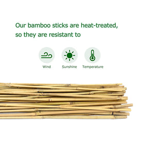 Cambaverd bamboo-stake-bean-support for climbing beans.