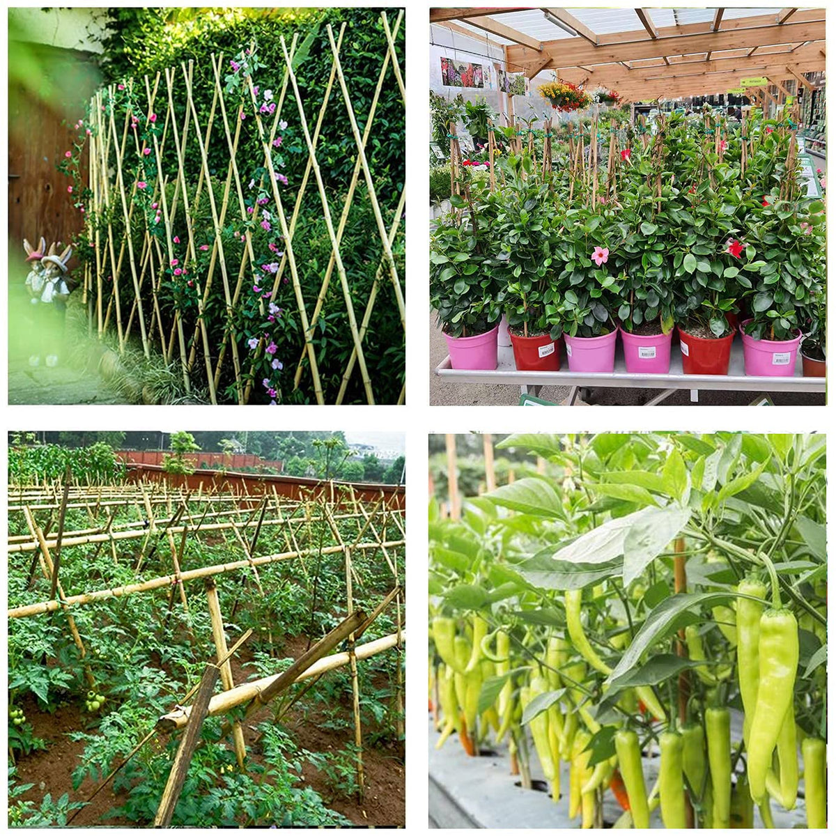 Cambaverd bamboo-stakes-eco-friendly alternative to plastic supports.
