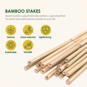 Close-up of Cambaverd bamboo stakes inserted into ground for sturdy plant support.