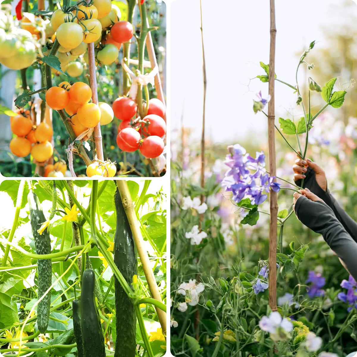 Premium quality Cambaverd stakes packaged for easy handling and extended garden seasons.