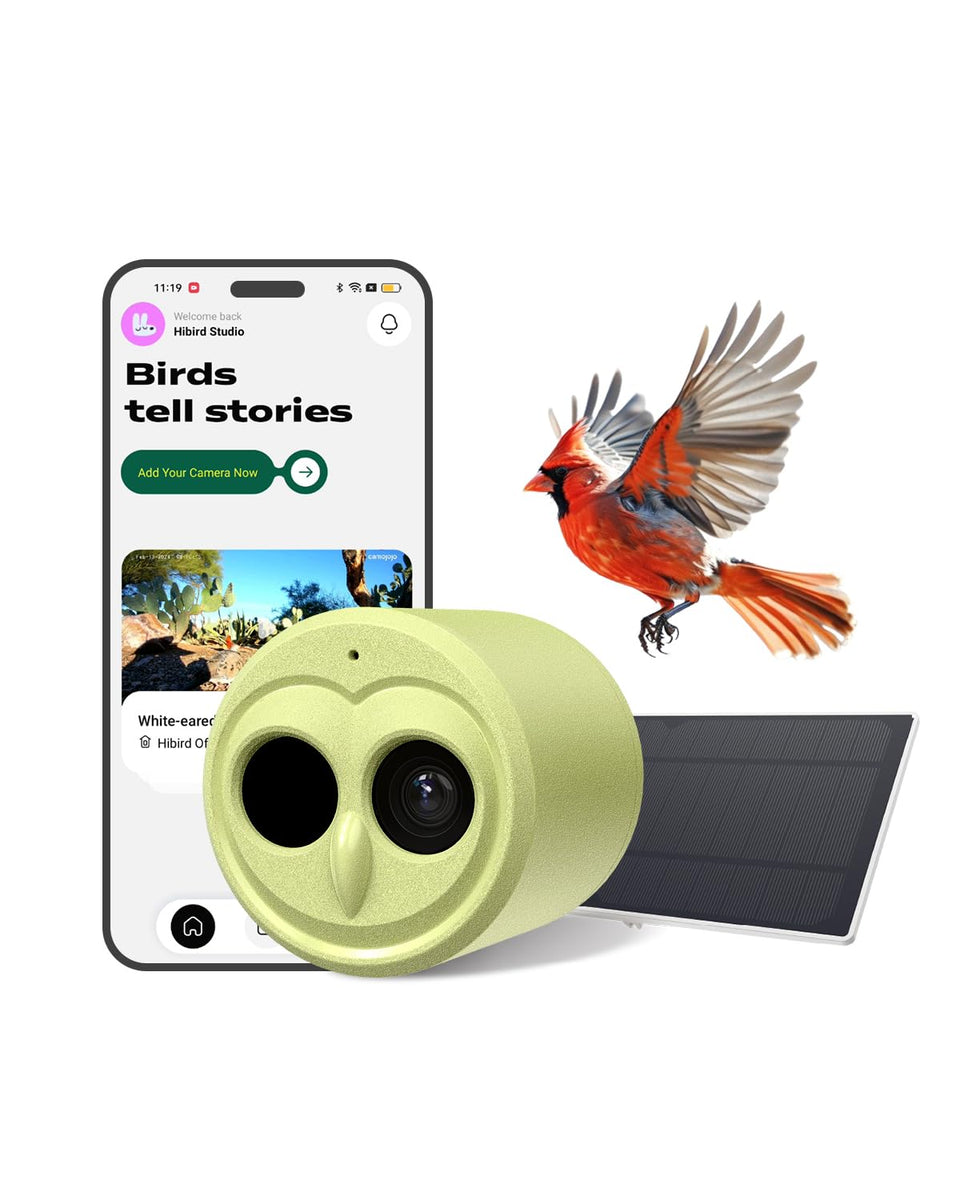 Camojojo Hibird 4K video capture in action, ideal for immersive backyard bird watching.