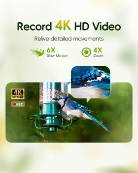 Camojojo Hibird 8MP sensor detail captures vibrant plumage with sharp color.