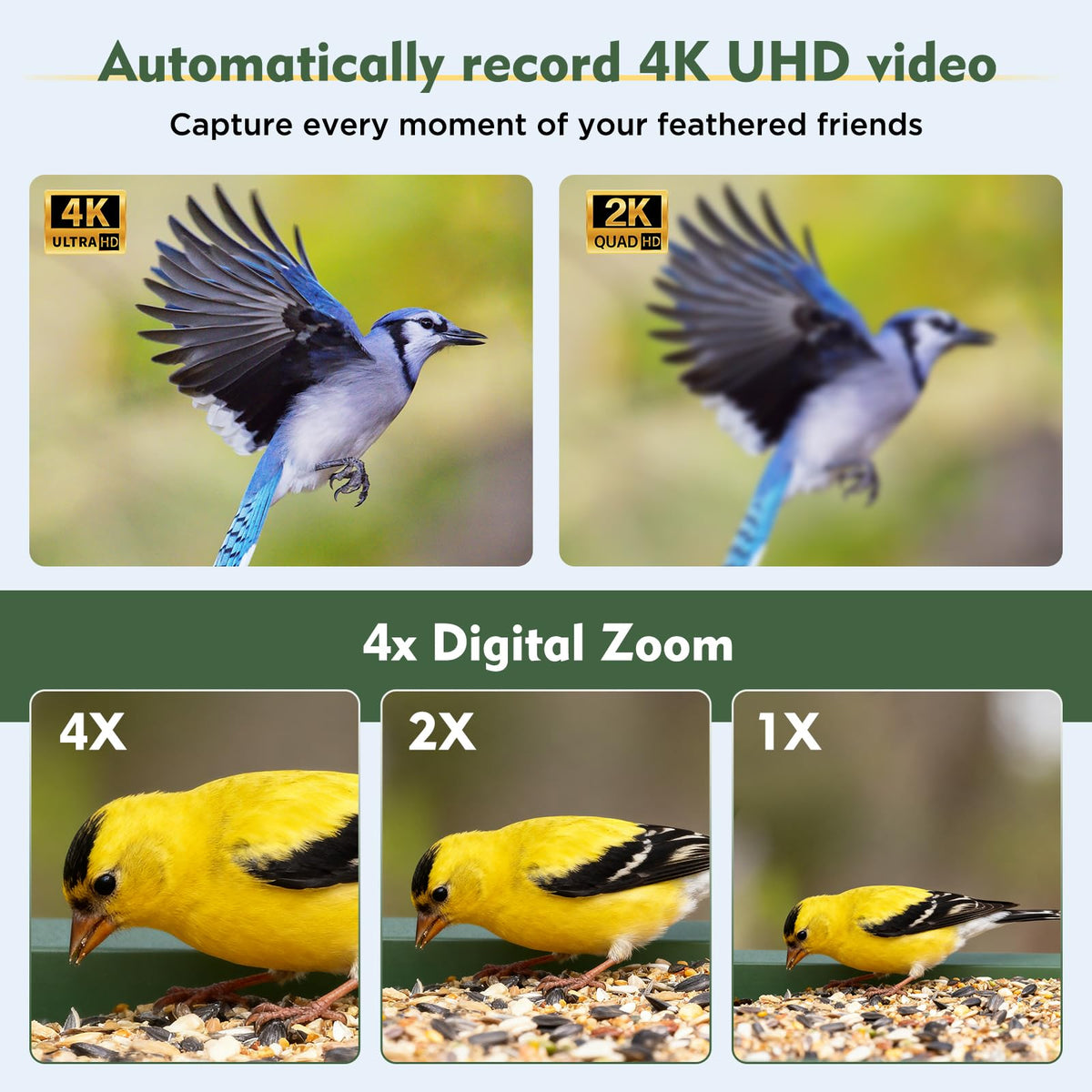 Camojojo Hibird live streaming bird video in 1080p for remote viewing.