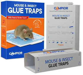 Campior glue traps close-up showing pre-baited boards ready to catch mice indoors.
