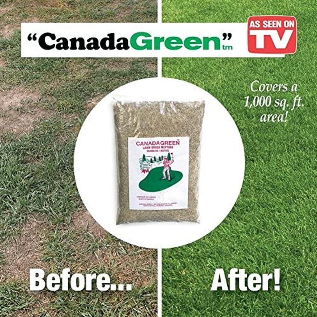 Canada Green dense green grass closeup highlights lush turf texture.