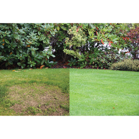 Canada Green Grass Lawn Seed dense emerald turf; lush, durable lawn.