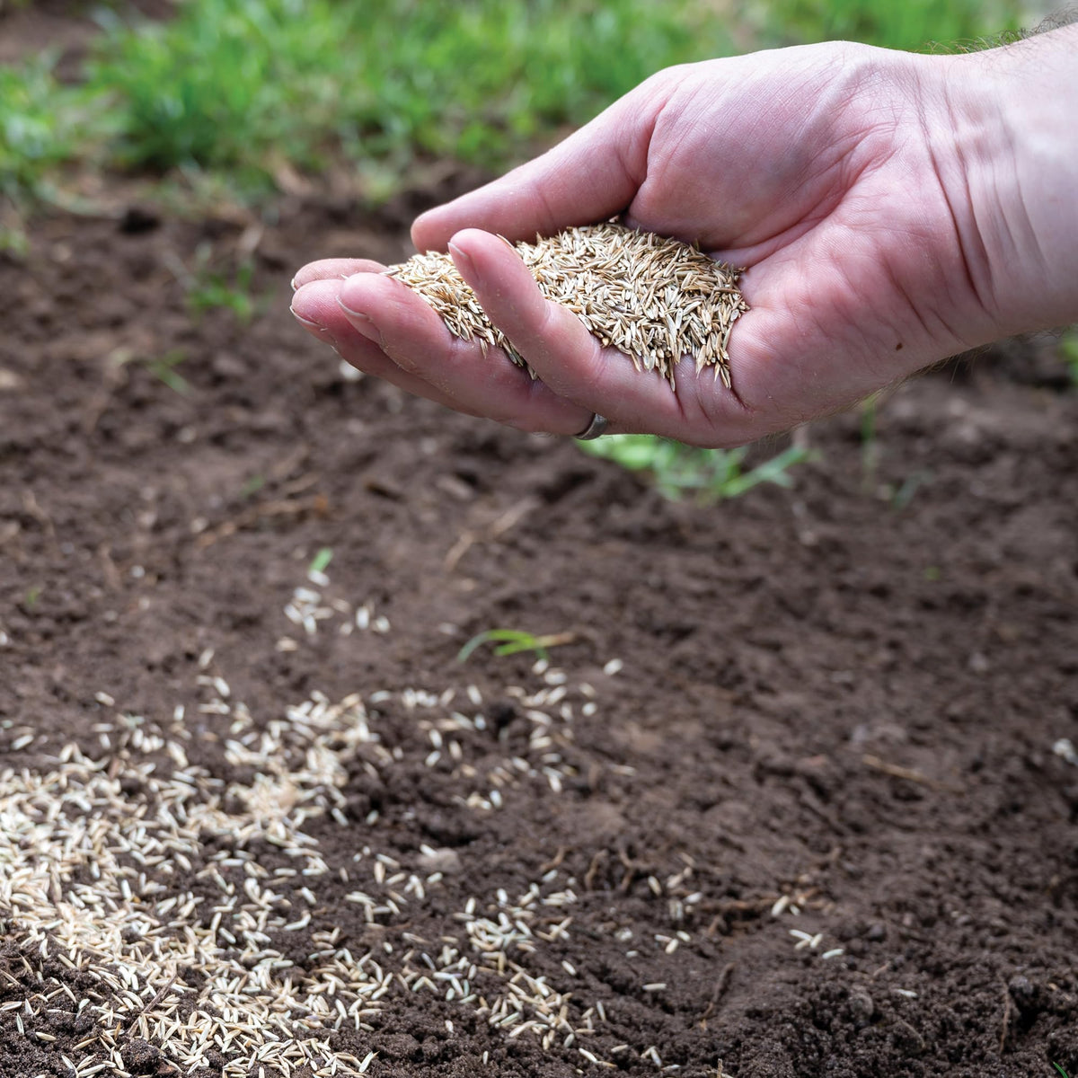 Canada Green Grass Lawn Seed emerging sprouts in soil; early growth visible.
