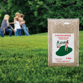 Canada Green Grass Lawn Seed being spread over soil; patch repair use.