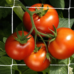 CANAGROW trellis netting provides tomatoes with steady support for fruiting.