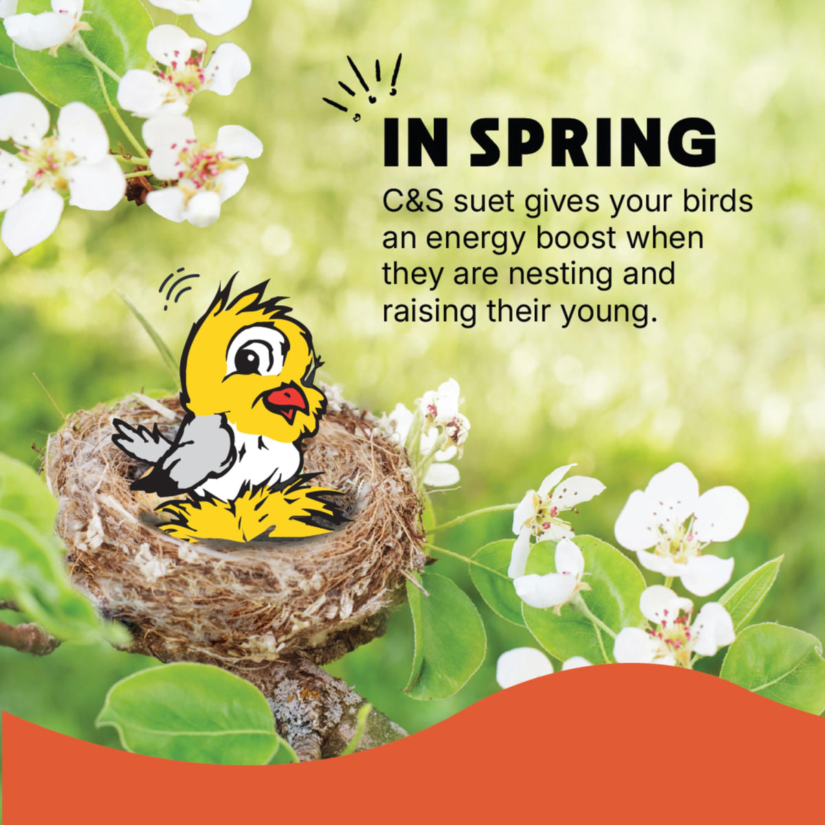 All-season backyard feeding scene with vibrant birds.