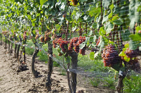 CandyHome durable PE material netting ready for seasonal use