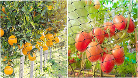 CandyHome easy-install bird netting being set up around garden beds