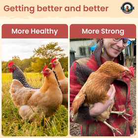 CanineGluca egg farm setting highlights natural, egg-safe poultry care.