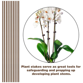 CANIPHA indoor-outdoor use supports flowers across seasons.