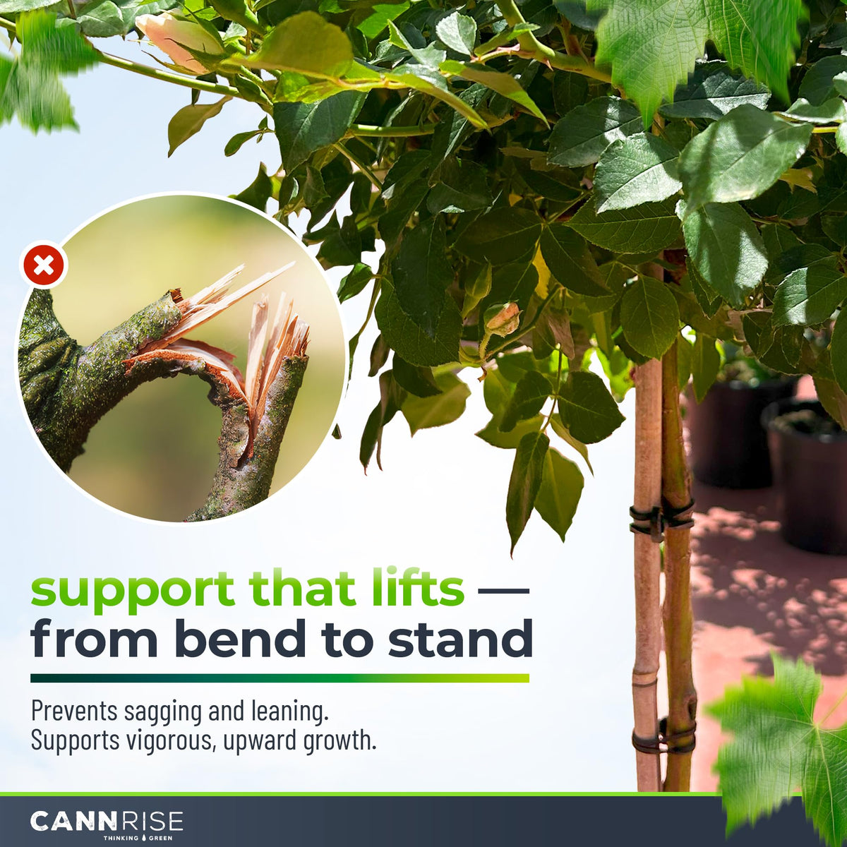 Cannrise plant-training band promotes airflow while guiding stems upward