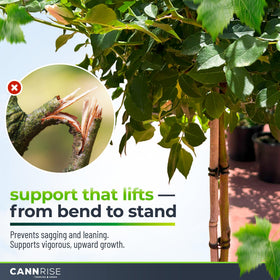Cannrise plant-training band promotes airflow while guiding stems upward