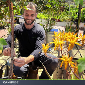 Cannrise soft garden band ideal for grapes, tomatoes, and climbers