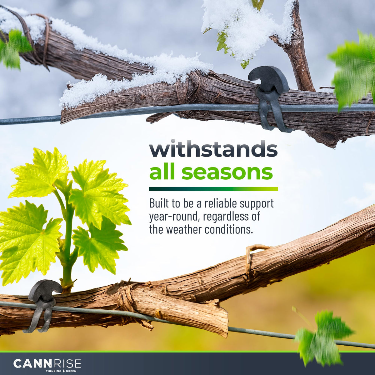 Cannrise wind-resistant ties keep heavy clusters steady on trellises