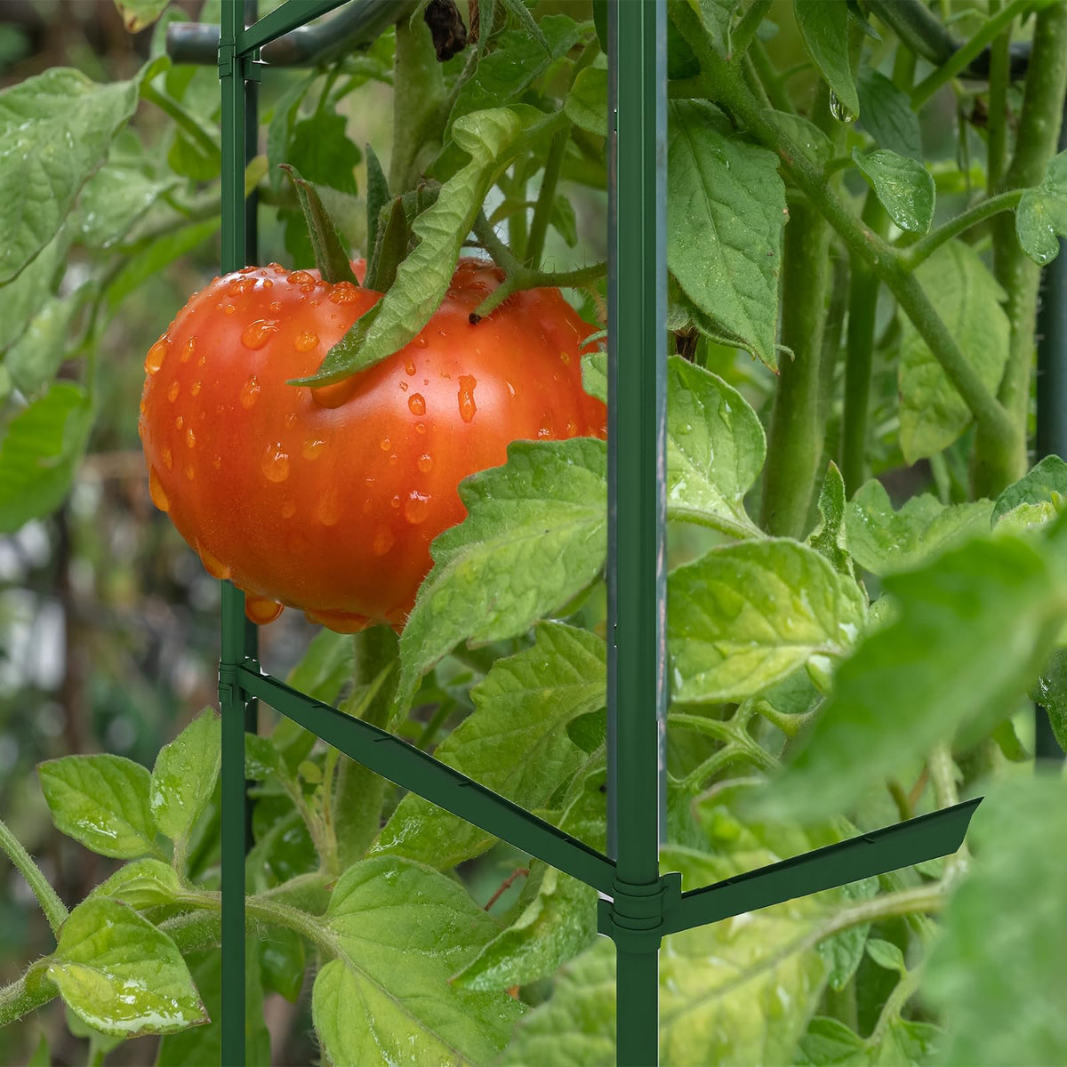 Caonysh expandable clips enable versatile triangles or squares for plants