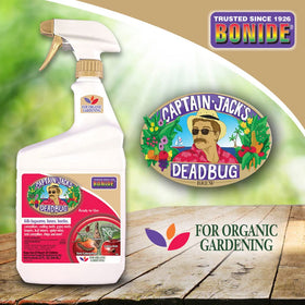 Captain Jack's Deadbug Brew on citrus leaves for pest control
