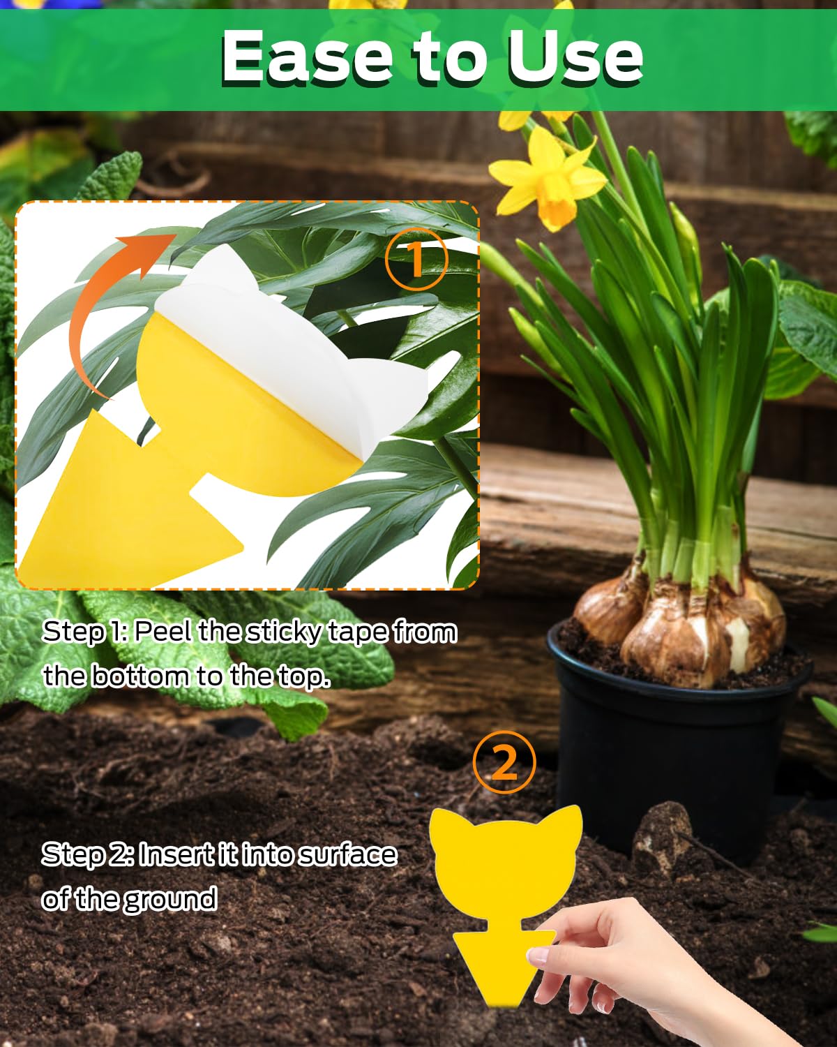 Carbelina gnat traps disposable, odorless design for home use.