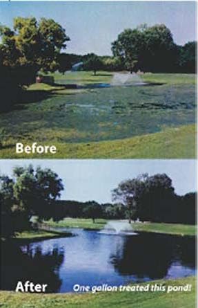 Care Free Enzymes Fountain Protector water clarity in sunlight