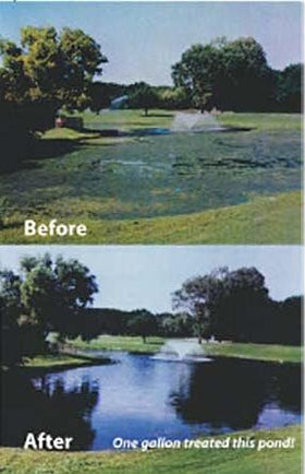 Care Free Enzymes Fountain Protector water clarity in sunlight