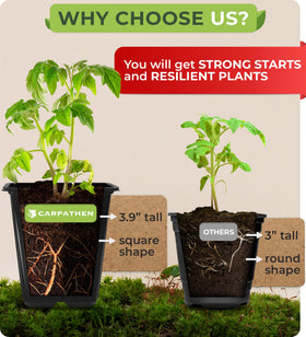 CARPATHEN square seedling pots with four drainage outlets for healthy roots