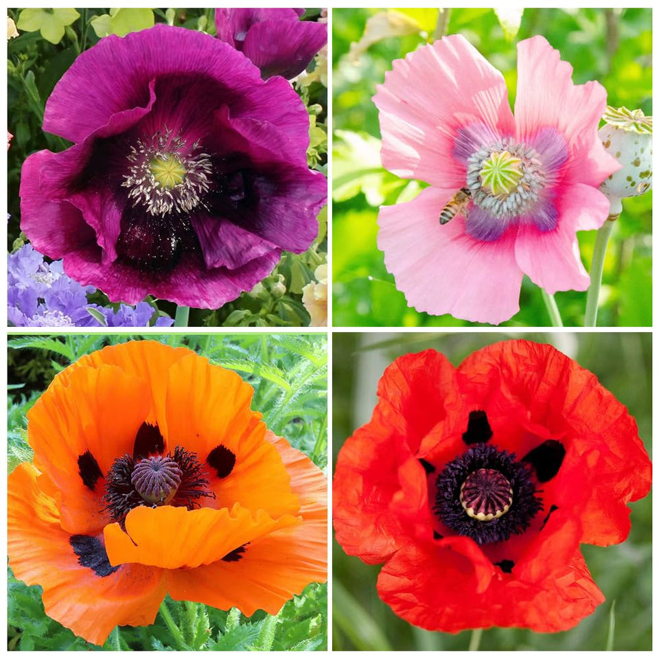 Carpet Creeping appleblossom chiffon poppy bloom enhances pastel color display and attracts pollinators.