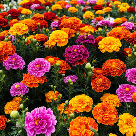 Carpet Creeping border display: versatile for borders and beds, creating a fragrant, eye-catching garden edge.