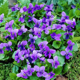 Carpet Creeping border garden violet mix creates vivid, low-maintenance edging.
