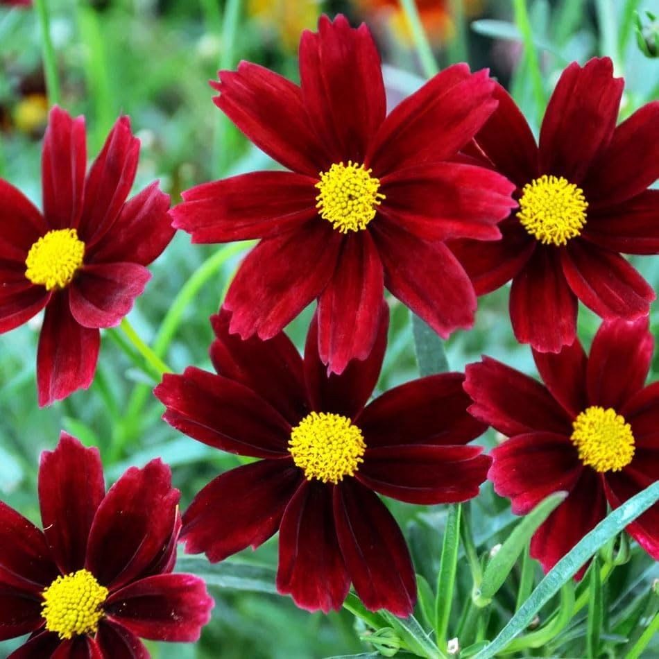 Carpet Creeping coreopsis garden setup for border planting ideas
