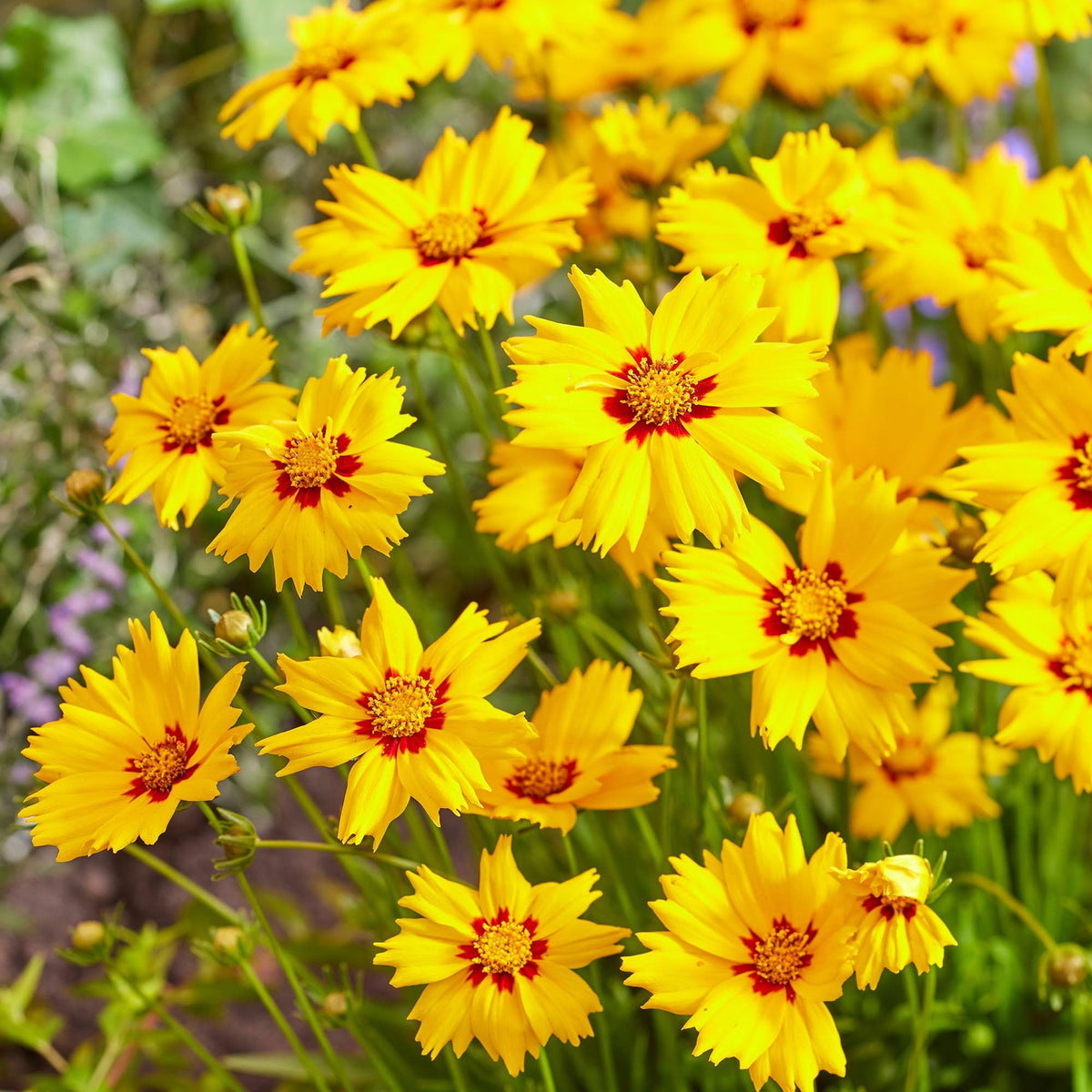 Carpet Creeping coreopsis plains blooms close-up reveals bright centers
