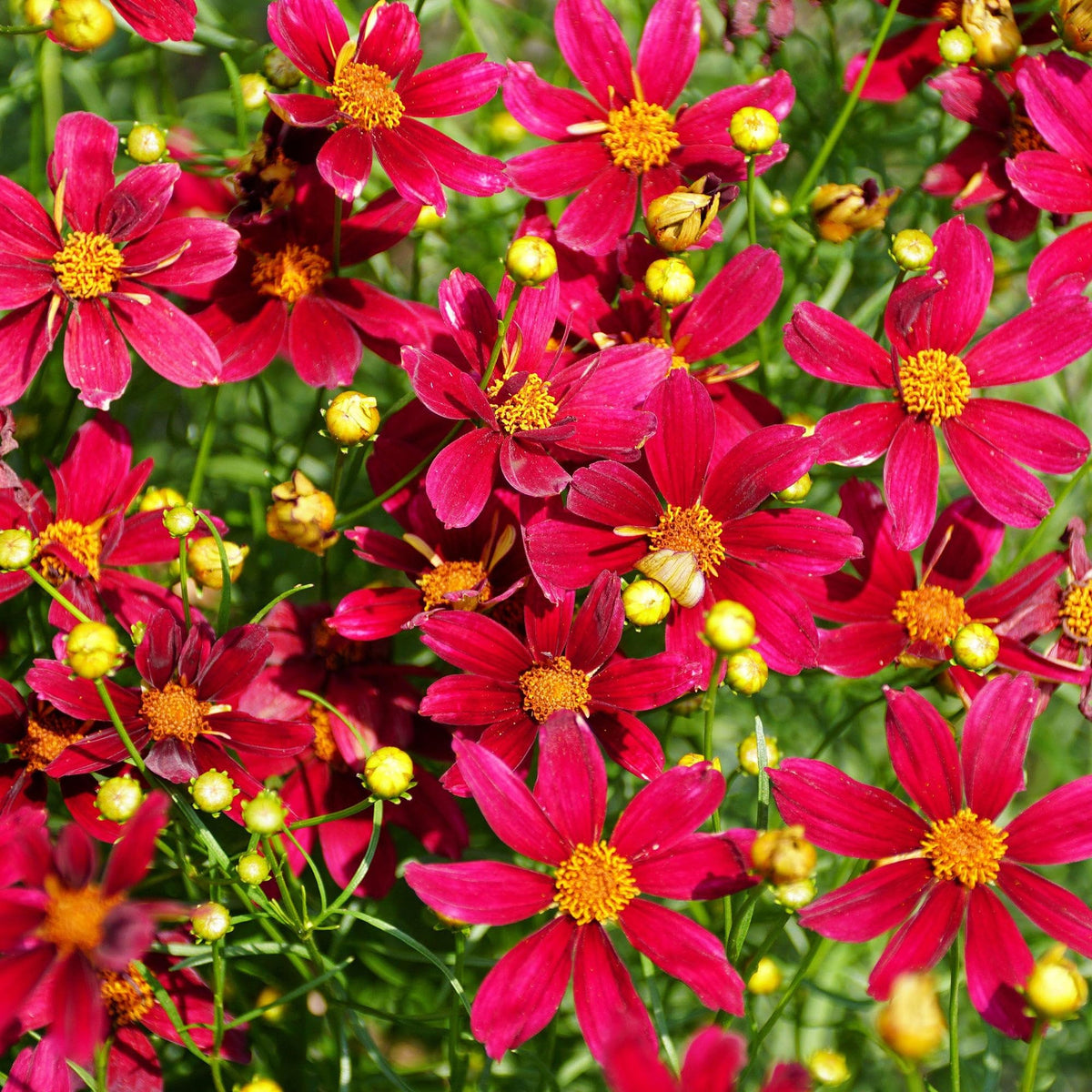 Carpet Creeping coreopsis attracts pollinators in a sunny garden