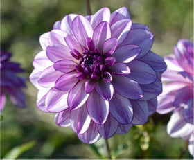 Carpet Creeping 400+ seeds provide abundant color for versatile, season-long drama.