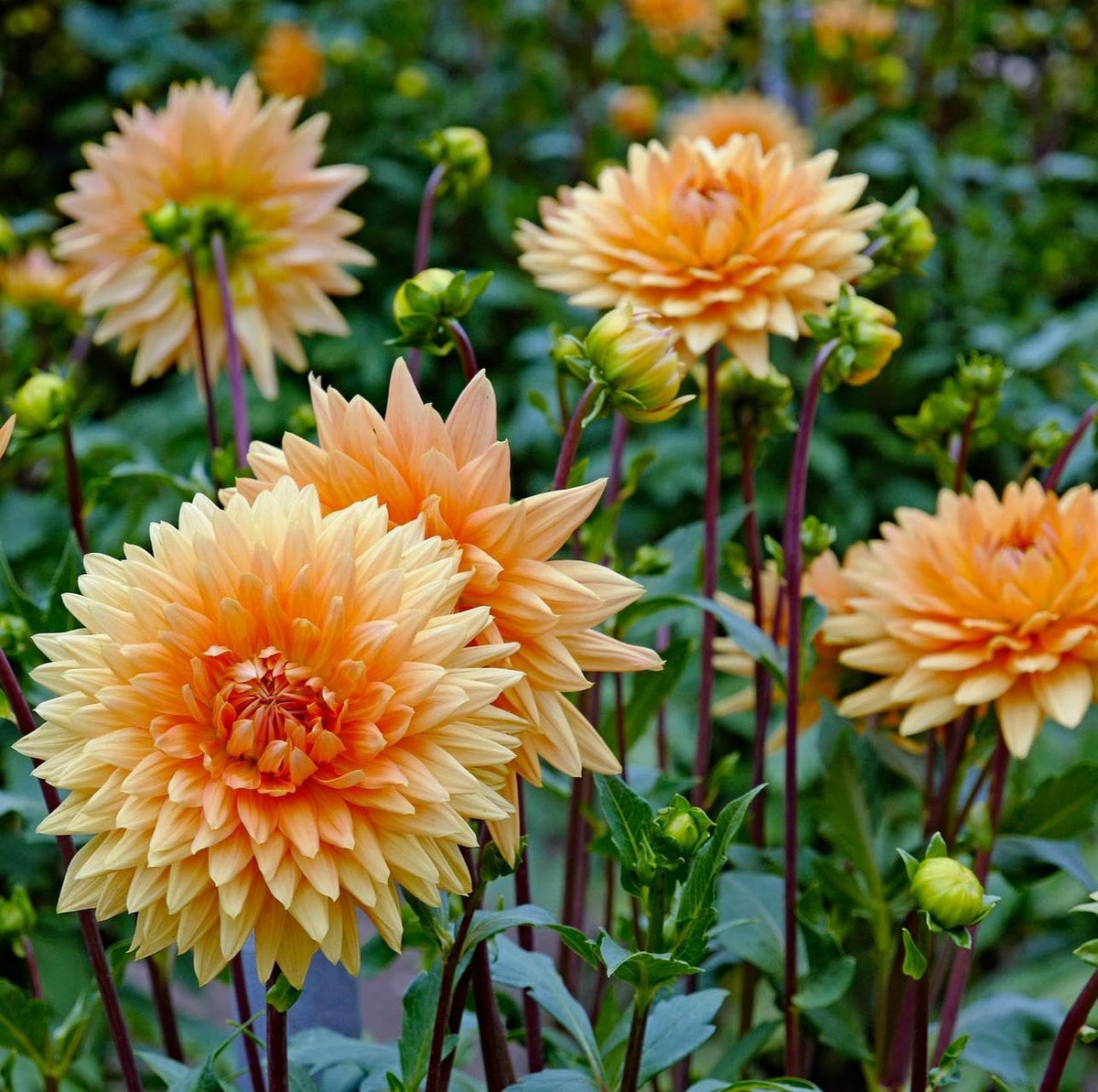 Carpet Creeping Dahlia seeds bloom across beds and borders with vivid color.
